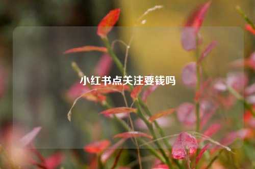 小红书点关注要钱吗  第1张